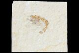 Cretaceous Fossil Shrimp - Lebanon #124051-1